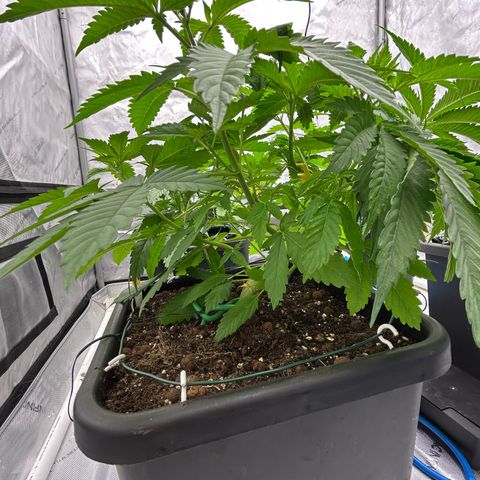 Haze Berry #1  growlog photo: Topped
