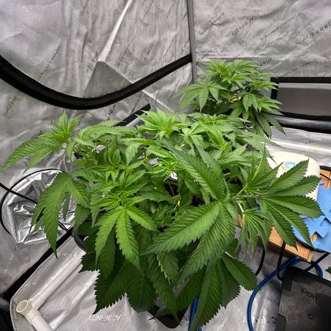 Haze Berry #1  growlog photo: Topped