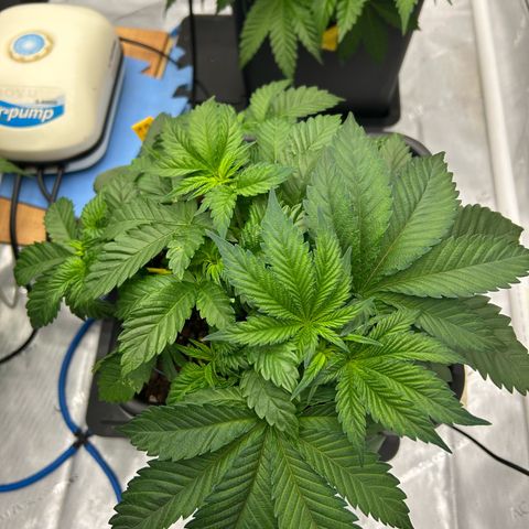 Amsterdam Amnesia # 5 growlog timeline photo