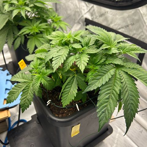 Amsterdam Amnesia # 5 growlog timeline photo