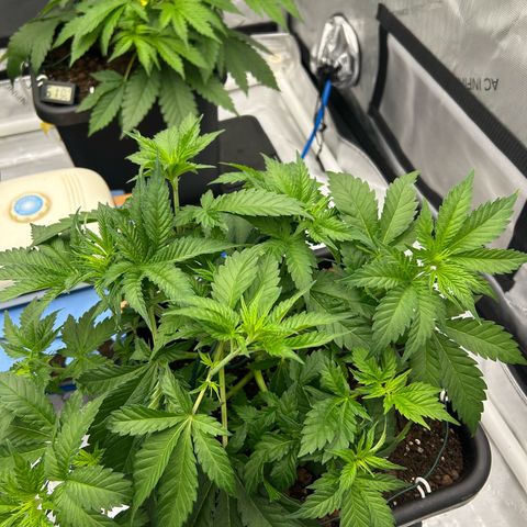 Amsterdam Amnesia # 6  growlog timeline photo