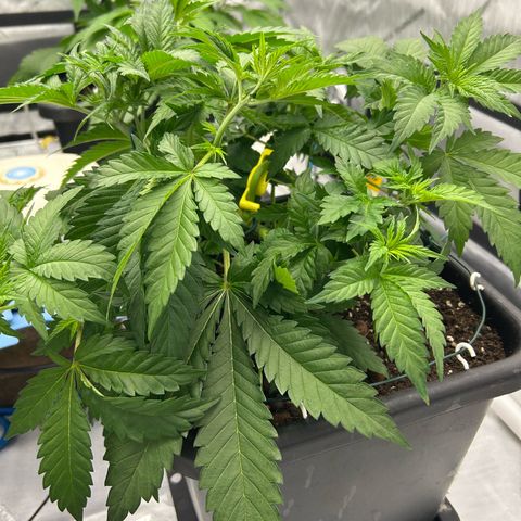 Amsterdam Amnesia # 6  growlog timeline photo