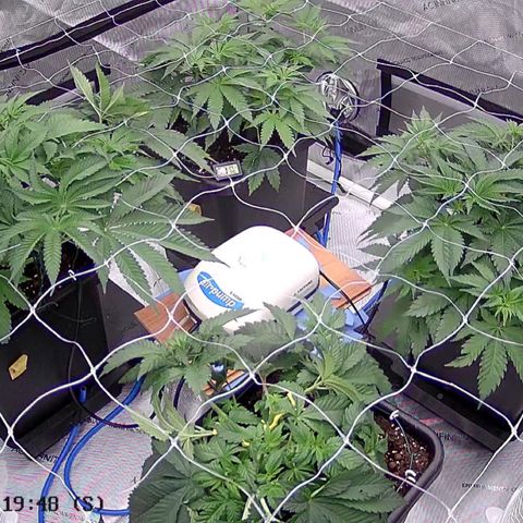 Amsterdam Amnesia # 5 growlog photo: Added 2 Bud Trainers to open up the middle a bit more 