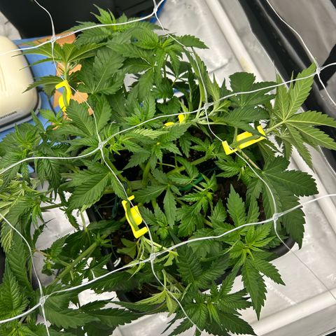 Amsterdam Amnesia # 6  growlog photo: Post Bud Trainers being added