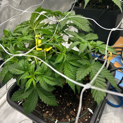 Amsterdam Amnesia # 6  growlog photo: Post Bud Trainers being added