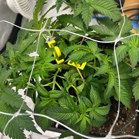 Amsterdam Amnesia # 6  growlog photo: Post Bud Trainers being added