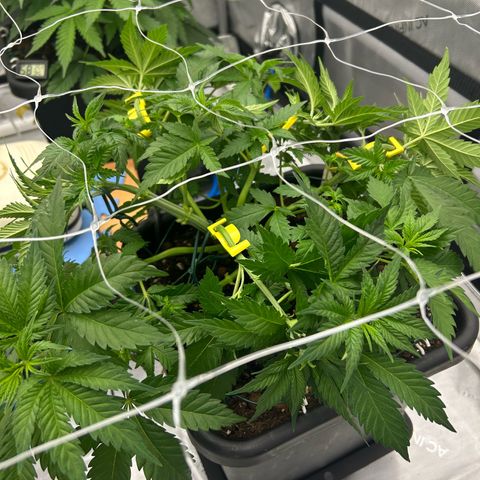 Amsterdam Amnesia # 6  growlog photo: Post Bud Trainers being added