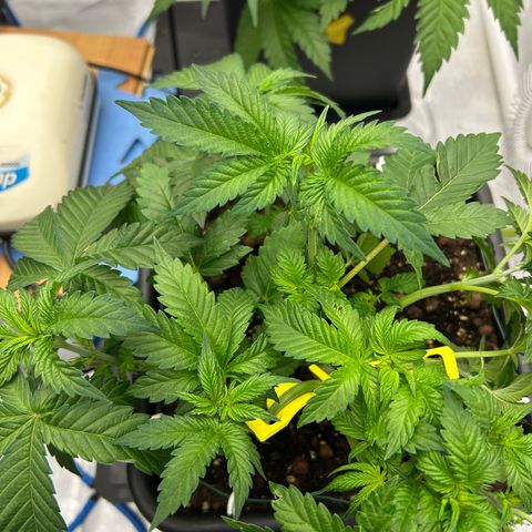 Amsterdam Amnesia # 5 growlog photo: More Bud Trainers placed
