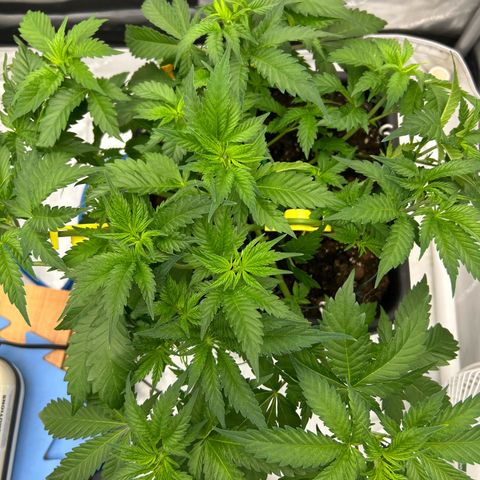 Amsterdam Amnesia # 6  growlog photo: More Bud Trainers placed.