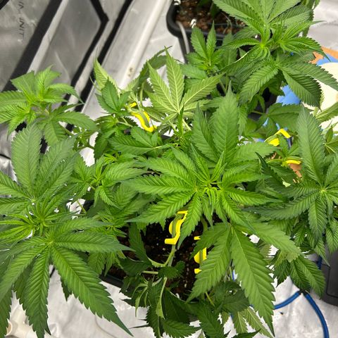 Amsterdam Amnesia # 6  growlog photo: More Bud Trainers placed. 