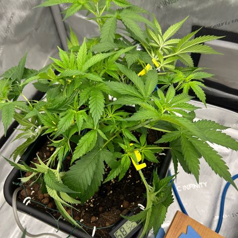 Amsterdam Amnesia # 5 growlog photo: More Bud Trainers placed.