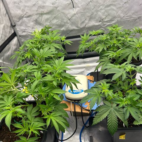 Haze Berry #1  growlog timeline photo