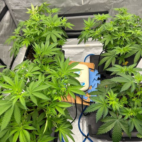 Haze Berry #1  growlog timeline photo