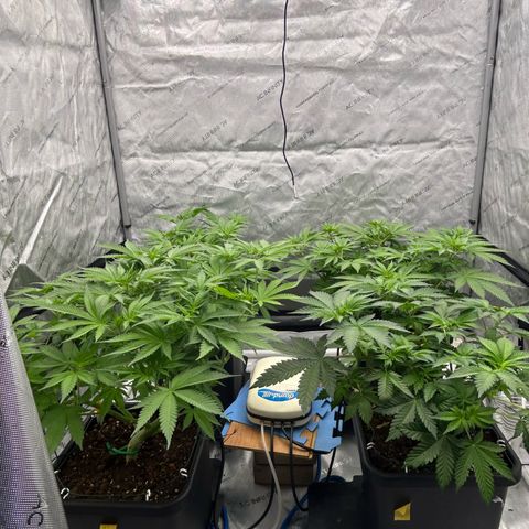 Haze Berry #1  growlog timeline photo