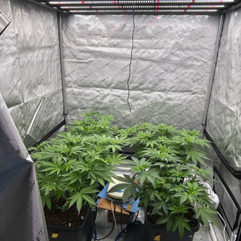 Haze Berry #1  growlog timeline photo