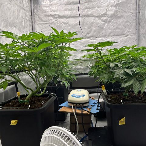 Haze Berry #1  growlog timeline photo