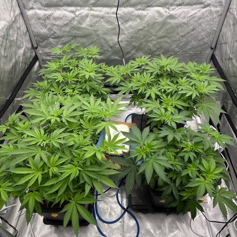 Haze Berry #1  growlog timeline photo