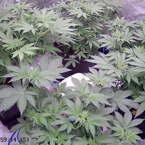 Haze Berry #1  growlog timeline photo