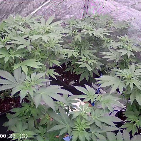 Haze Berry #1  growlog timeline photo