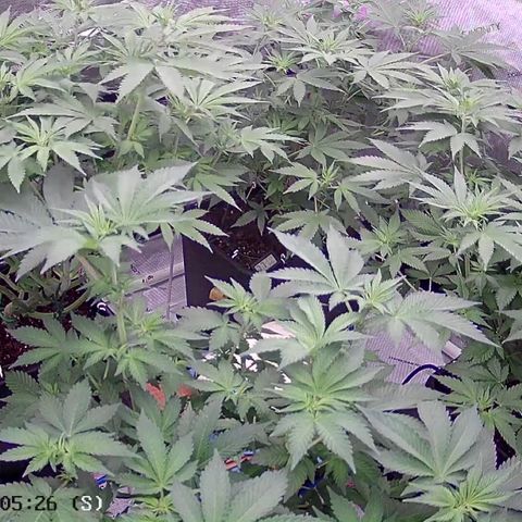 Haze Berry #1  growlog photo: 2 weeks into flower.
Final clean up in a couple days 