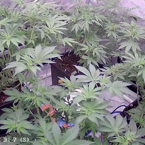 Haze Berry #1  growlog photo: Post clean up and defoliation. 
Gunna leave em alone 