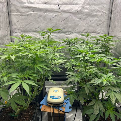 Haze Berry #1  growlog timeline photo