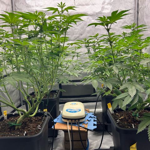 Haze Berry #1  growlog timeline photo
