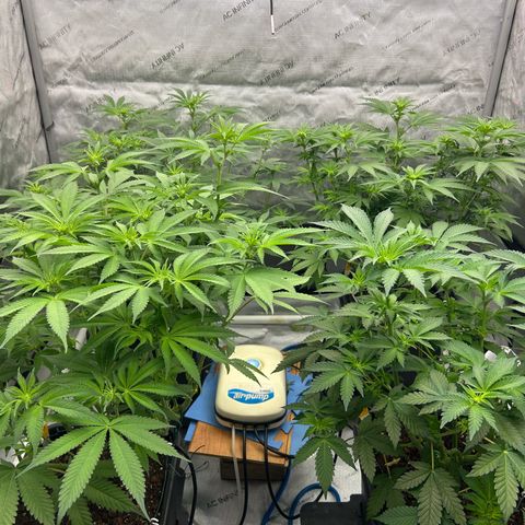 Haze Berry #1  growlog timeline photo