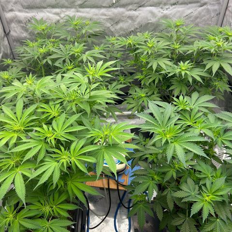Haze Berry #1  growlog timeline photo
