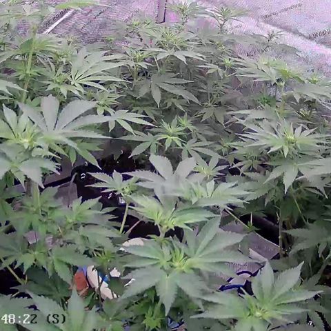 Haze Berry #1  growlog timeline photo