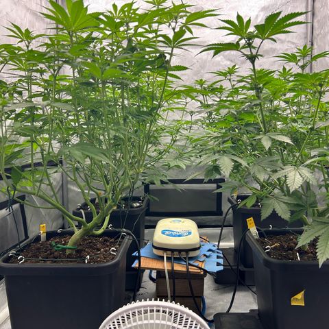 Haze Berry #1  growlog timeline photo