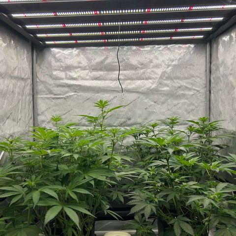 Haze Berry #1  growlog timeline photo