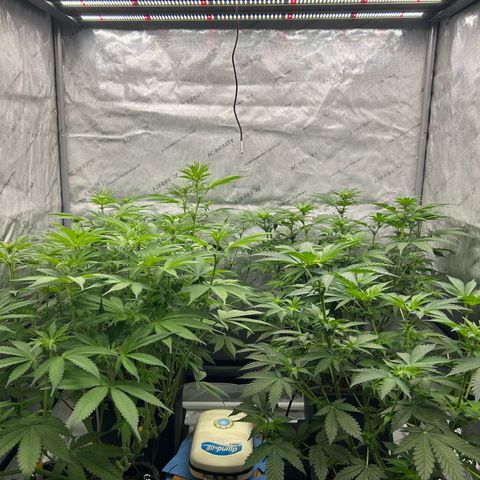 Haze Berry #1  growlog timeline photo