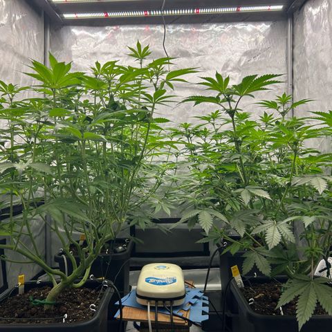 Haze Berry #1  growlog timeline photo