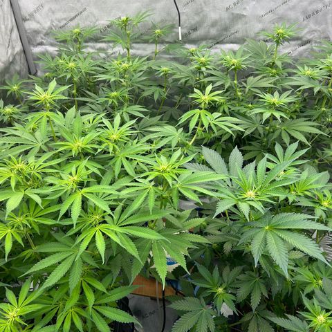 Haze Berry #1  growlog timeline photo