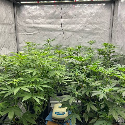 Haze Berry #1  growlog timeline photo