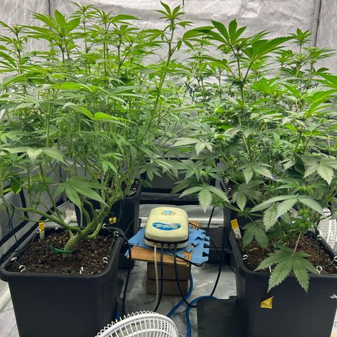 Haze Berry #1  growlog timeline photo