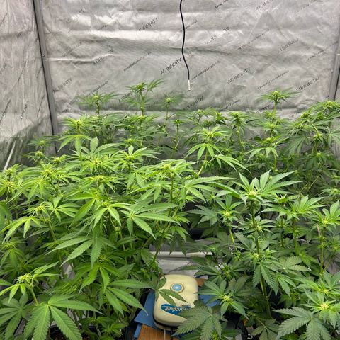 Haze Berry #1  growlog photo: Post defoliation. 