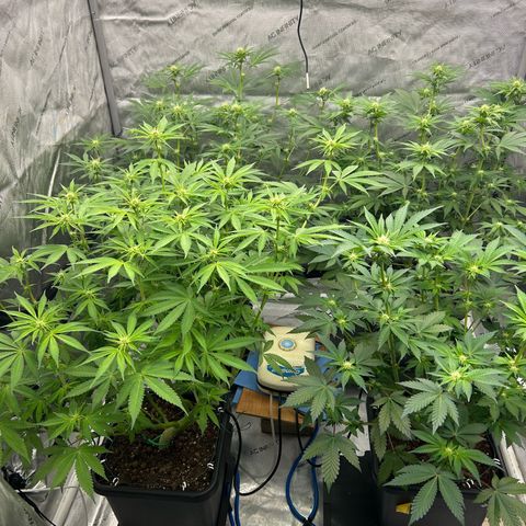 Haze Berry #1  growlog timeline photo
