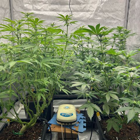 Haze Berry #1  growlog timeline photo