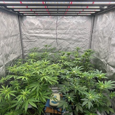 Haze Berry #1  growlog timeline photo