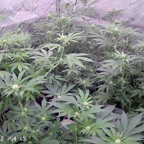 Haze Berry #1  growlog timeline photo