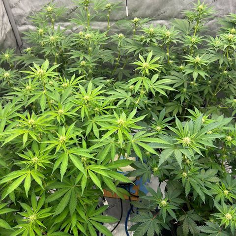 Haze Berry #1  growlog timeline photo