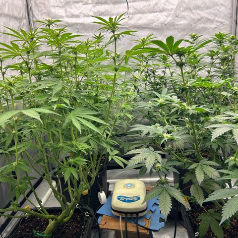Haze Berry #1  growlog timeline photo