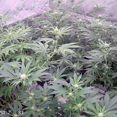 Haze Berry #1  growlog timeline photo
