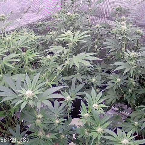 Haze Berry #1  growlog timeline photo