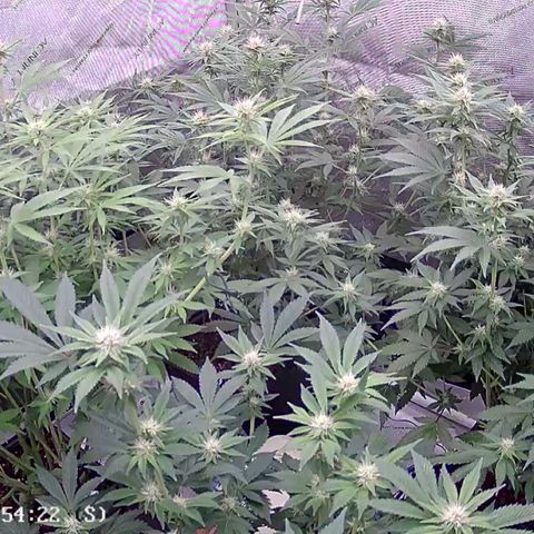 Haze Berry #1  growlog timeline photo