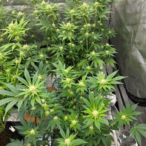 Amsterdam Amnesia # 6  growlog timeline photo