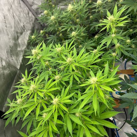 Haze Berry #1  growlog timeline photo