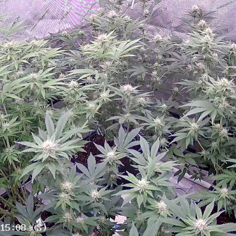 Haze Berry #1  growlog timeline photo